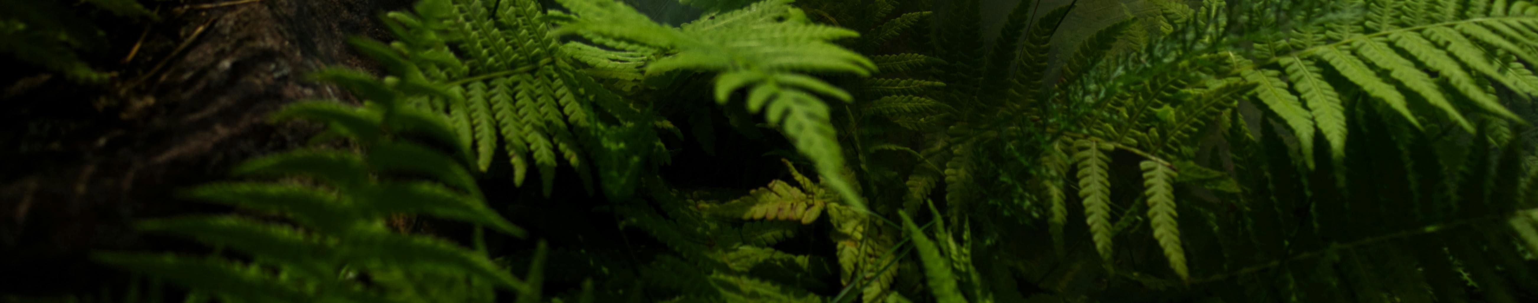 Luscious jungle ground, with soil and ferns.